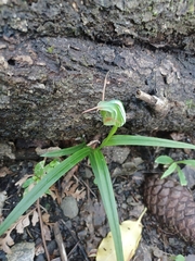 Pterostylis banksii
