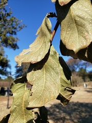 Lagerstroemia indica