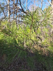 Pinus clausa