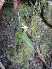 Pterostylis banksii