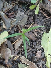 Pterostylis banksii