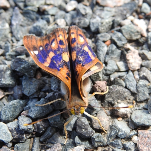 Lesser Purple Emperor photo 4