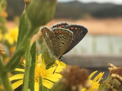 Polyommatus