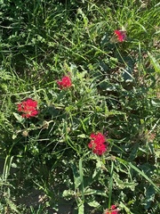Nyctaginia capitata