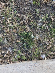 Medicago lupulina