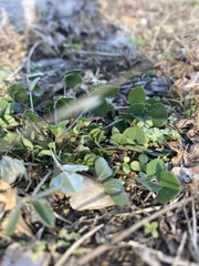 Medicago lupulina