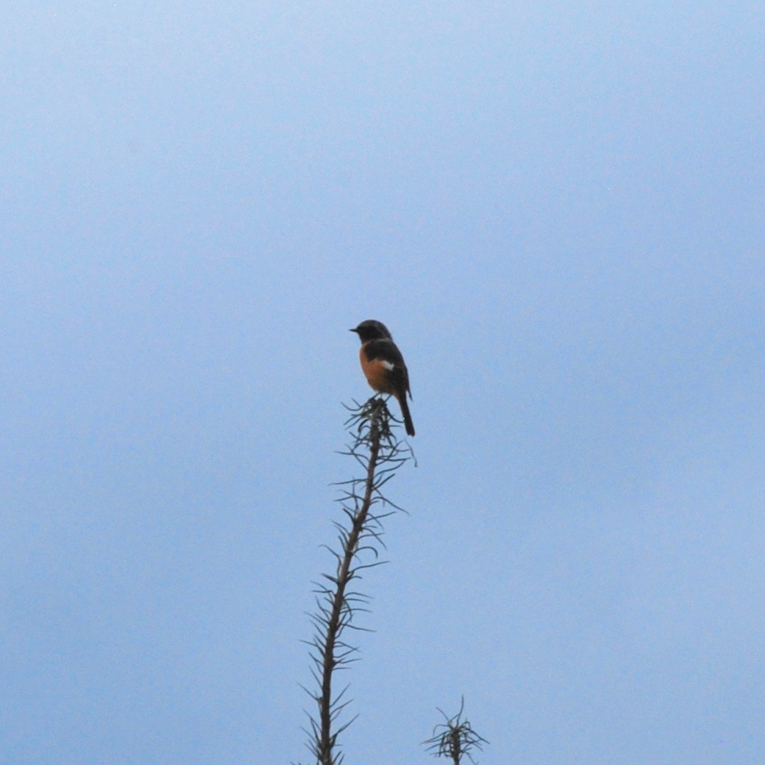 Daurian Redstart