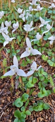 Codonorchis lessonii