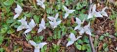 Codonorchis lessonii