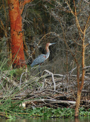 Ardea goliath