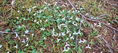 Codonorchis lessonii