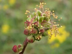 Sanguisorba