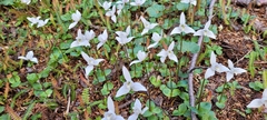 Codonorchis lessonii