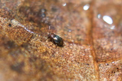 Atomaria