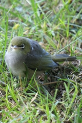 Zosterops lateralis lateralis