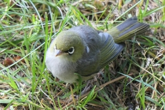 Zosterops lateralis lateralis