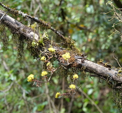 Sedum epidendrum image