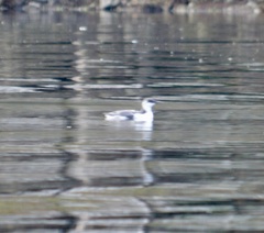 Brachyramphus marmoratus