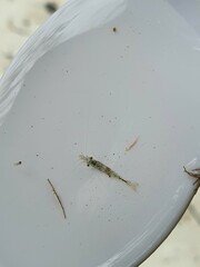 Paratya curvirostris