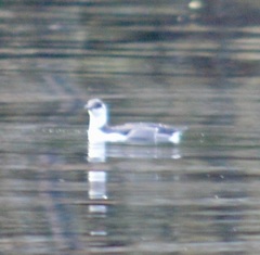 Brachyramphus marmoratus