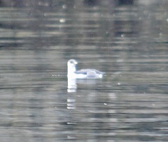 Brachyramphus marmoratus