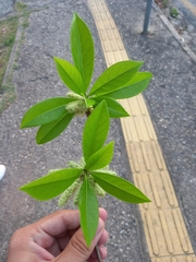 Angiospermae