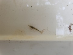 Paratya curvirostris