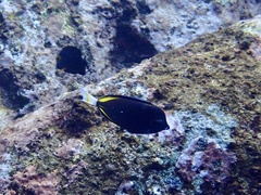 Acanthurus nigricans