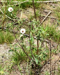 Pavonia betonicaefolia