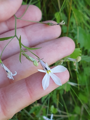 Image of Lobelia pubescens by (c) Corli du Toit Smith, some rights reserved (CC BY)