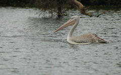 Pelecanus rufescens