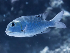 Monotaxis grandoculis