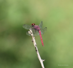 Orthemis discolor