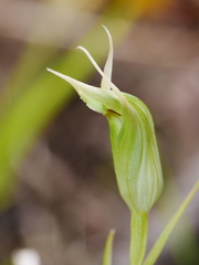 Pterostylis montana