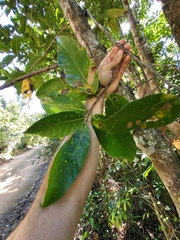 Ocotea leucoxylon