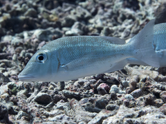 Lethrinus obsoletus