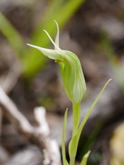 Pterostylis montana