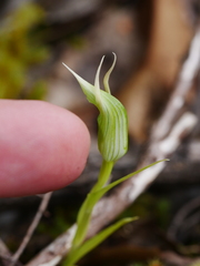 Pterostylis montana