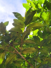 Ocotea leucoxylon