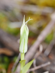 Pterostylis montana