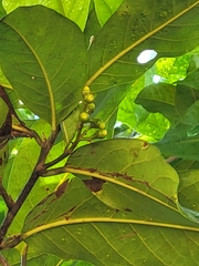 Ocotea leucoxylon