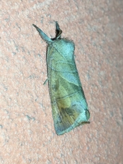 Clostera anastomosis