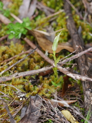Pterostylis montana