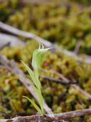 Pterostylis montana