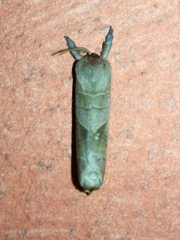 Clostera anastomosis