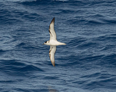 Pterodroma cervicalis