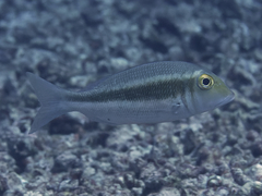 Lethrinus borbonicus