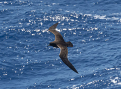 Procellaria parkinsoni