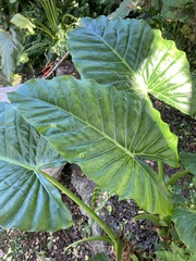 Alocasia
