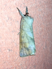 Clostera anastomosis